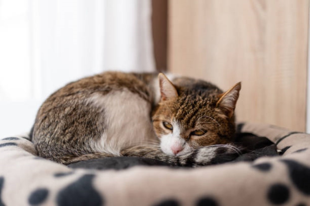 cute cat beds