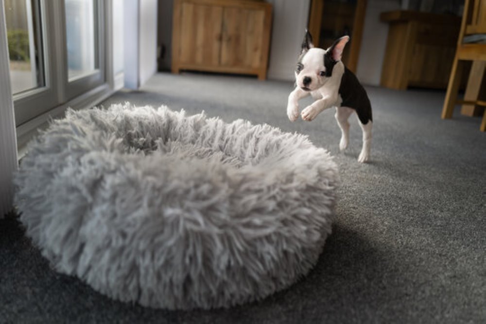 elevated dog bed