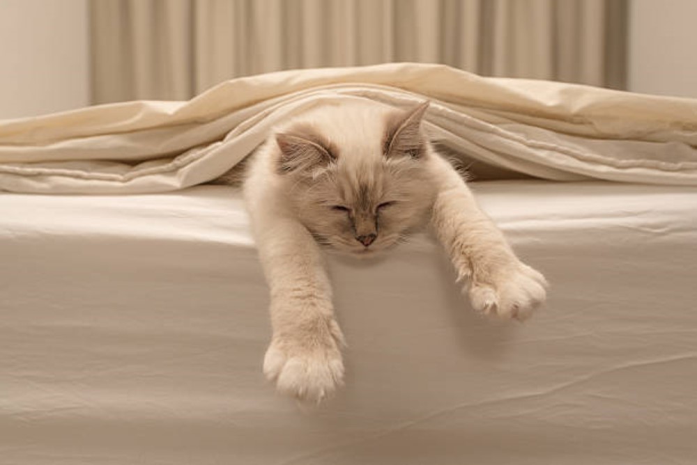 best luxury cat bed