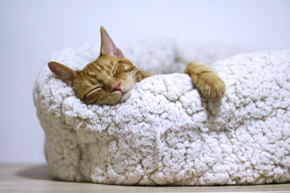 cute cat beds