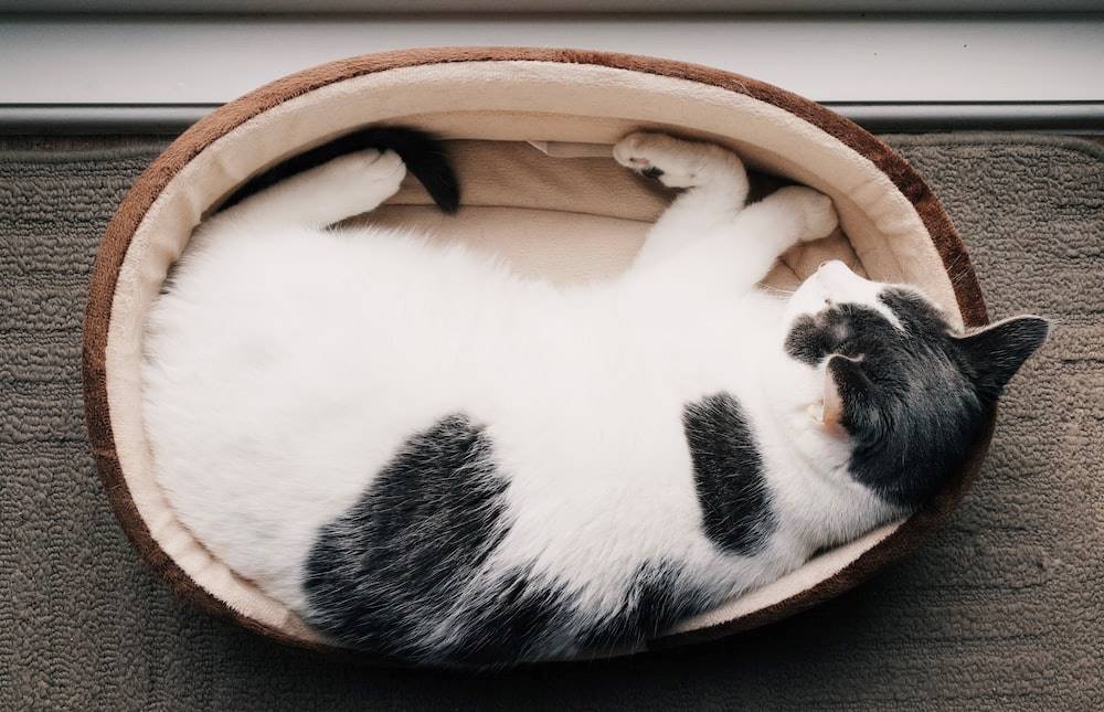 organic cat bed